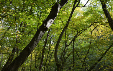 hornbeam forest under a slope by a stream. Yellow leaves are scattered between trunks bent by slope...