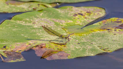 Banded Demoiselle on Lily