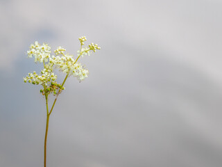 Meadowsweet (Filipendula Ulmaria)