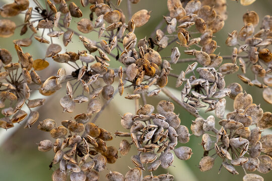 Cow Parsnip Seeds