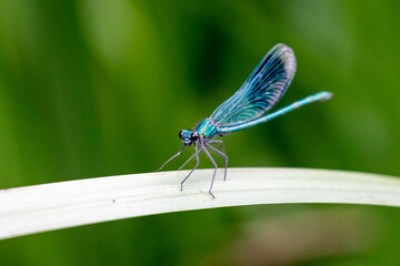 Banded Demoiselle (Calopteryx Splendens)