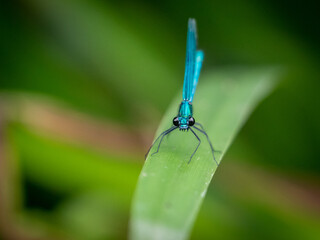 Banded Demoiselle (Calopteryx Splendens)