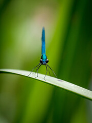 Banded Demoiselle (Calopteryx Splendens)