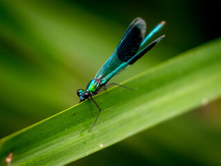 Banded Demoiselle (Calopteryx Splendens)