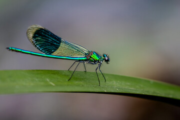 Banded Demoiselle (Calopteryx Splendens)
