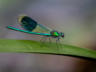 Banded Demoiselle (Calopteryx Splendens)
