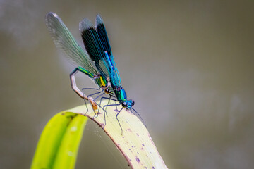 Banded Demoiselles (Calopteryx Splendens)