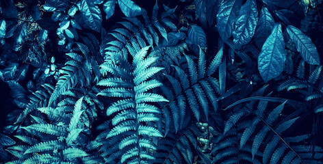 tropical leaf forest glow in the dark background.