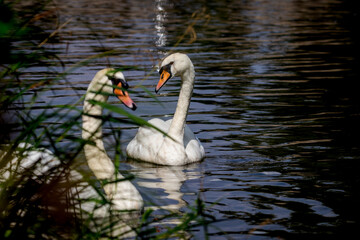 Mute Swans