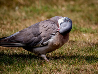 Common Woodpigeon (Columba Palumbus)