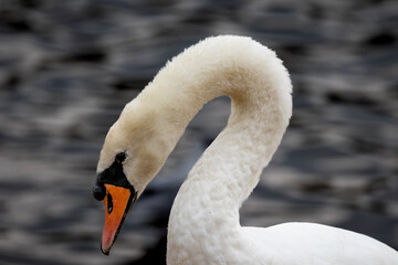 Mute Swan