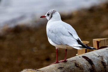 Black-Headed Gull
