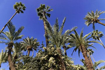 Jardin Majorelle, botanischer Garten in Marrakesch, Marokko, Afrika