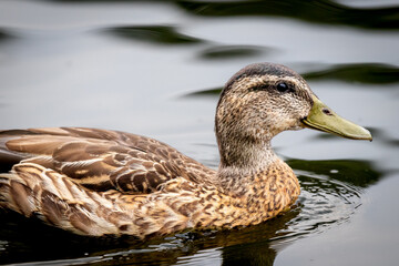 Female Mallard