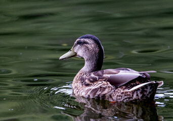 Mallard Reflection