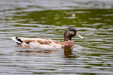female Mallard