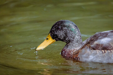 Male Mallard