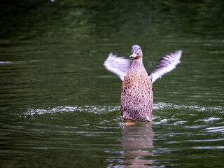 Mallard Drying Herself