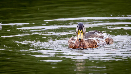 Female Mallard having a Bath