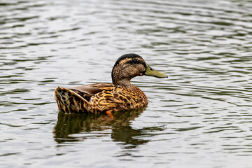 Female Mallard