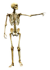 3D Rendering Human Skeleton on White