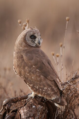 Marsh Owl, Kruger National Park, South Africa
