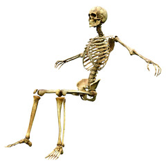 3D Rendering Human Skeleton on White