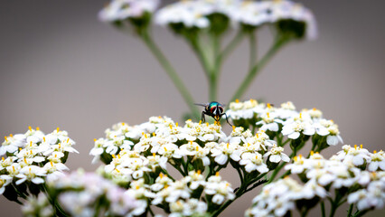 Yarrow Plant (Achillea Millefolium) and a Green Bottle