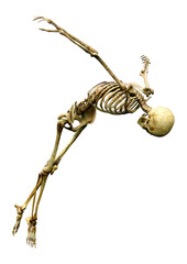 3D Rendering Human Skeleton on White