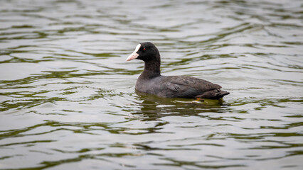 Eurasian Coot