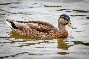 Female Mallard