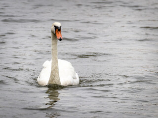 Swan
