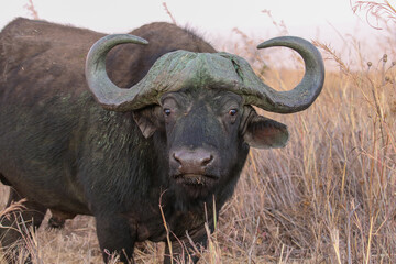 Cape or African Buffalo, South Africa