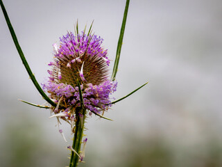 Wild Teasel (Dipsacus Fullonum)