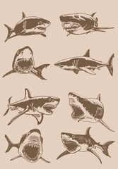 Graphical vintage collection of sharks, marine life elements.Vector illustration. Seafood - obrazy, fototapety, plakaty