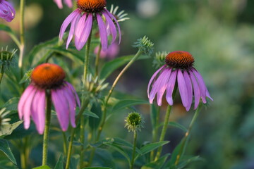 Echinacea on the background of blurred greenery