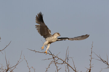 Black-winged or Black-shouldered Kite taking off, Kruger National Park, South Africa