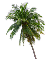 Fototapeta na wymiar Coconut and palm trees Isolated tree PNG