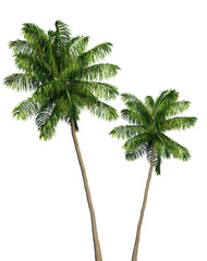 Coconut and palm trees PNG - obrazy, fototapety, plakaty
