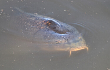 Fototapeta premium Common Carp, South Africa