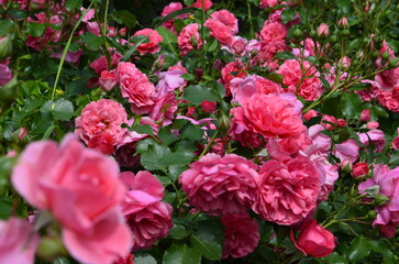 Fototapeta premium Pink roses in the summer garden