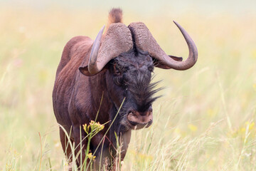 Black Wildebeest bull, South Africa