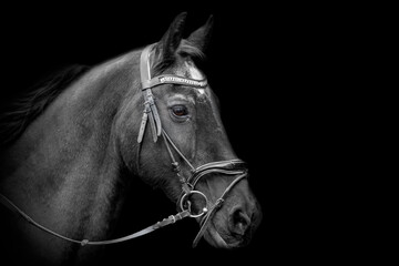 Portrait of the head of a black horse