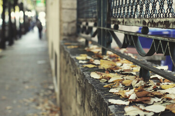 Hojas otoño, detalle
Ciudad en octubre
