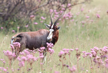 Blesbuck ram in the pink, Pom Pom weeds, South Africa
