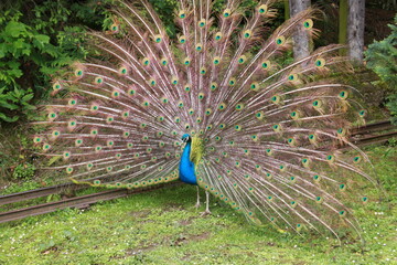 Obraz premium a peacock with splendidly fanned out plumage