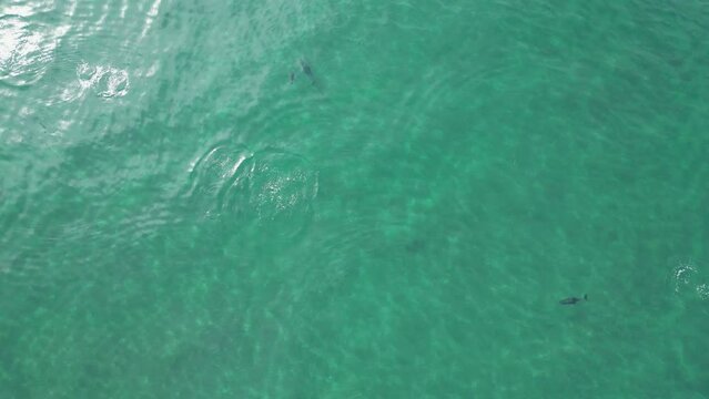 vista de un grupo de delfines cazando en el mar