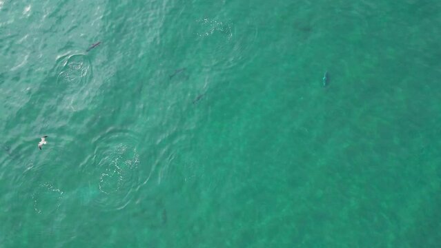 vista de un grupo de delfines cazando en el mar