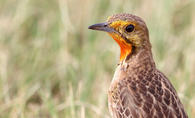 Cape Longclaw, Addo Elephant National Park, South Africa