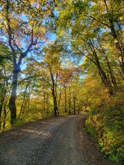 road in autumn forest